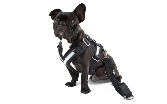 Pas bezpieczeństwa dla psa – „M”